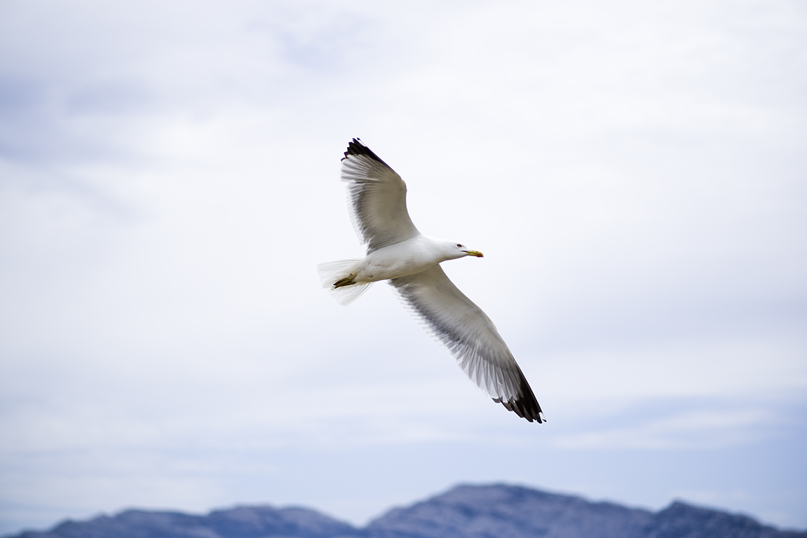 Seagul Jonathan