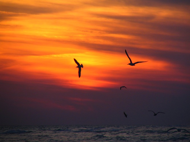 seagul sunset