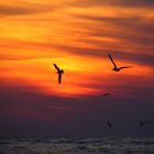 seagul sunset