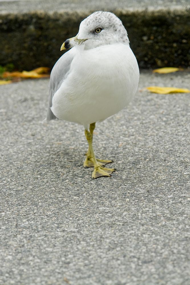 Seagull