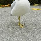 Seagull