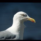 Seagull