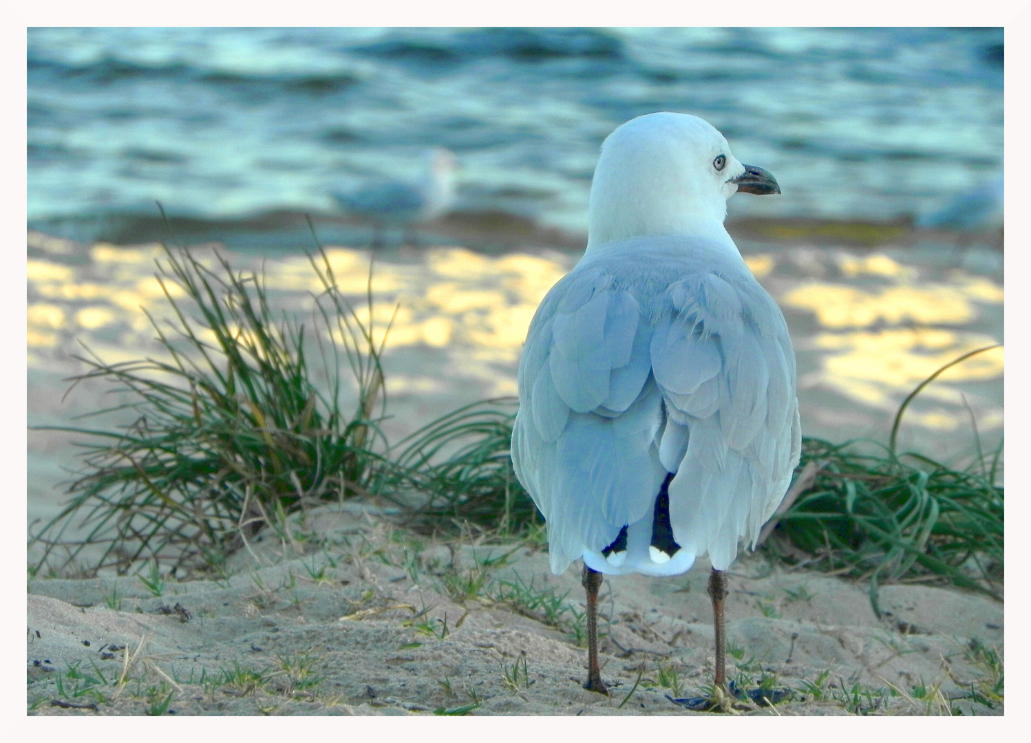 Seagull