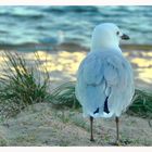 Seagull