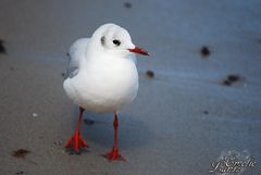 Seagull