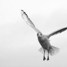 Seagull