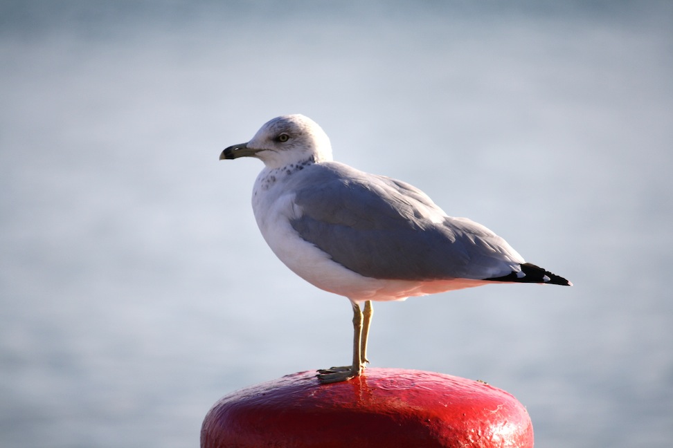 Seagull 1