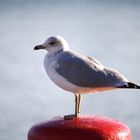 Seagull 1