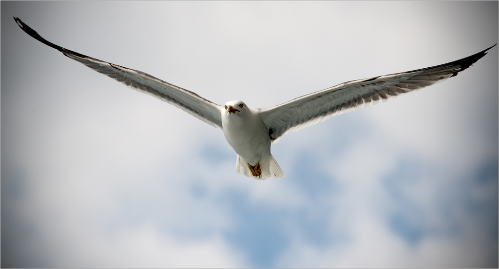 seagull 1