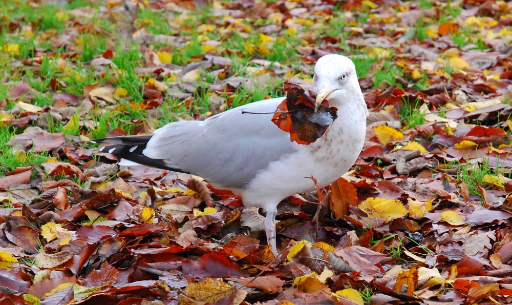 Seagull