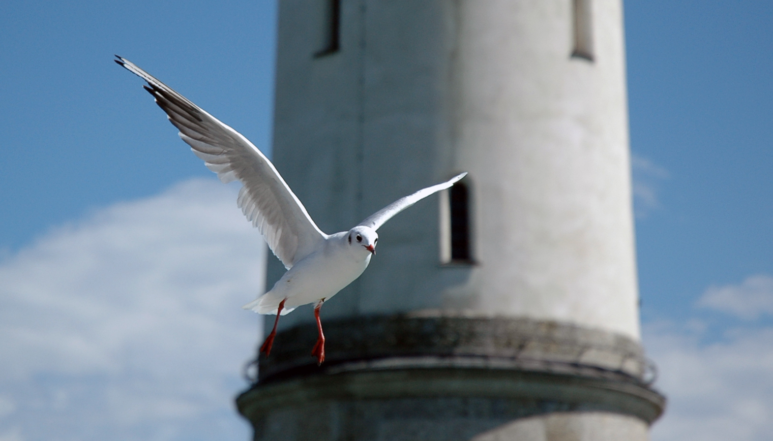 Seagull