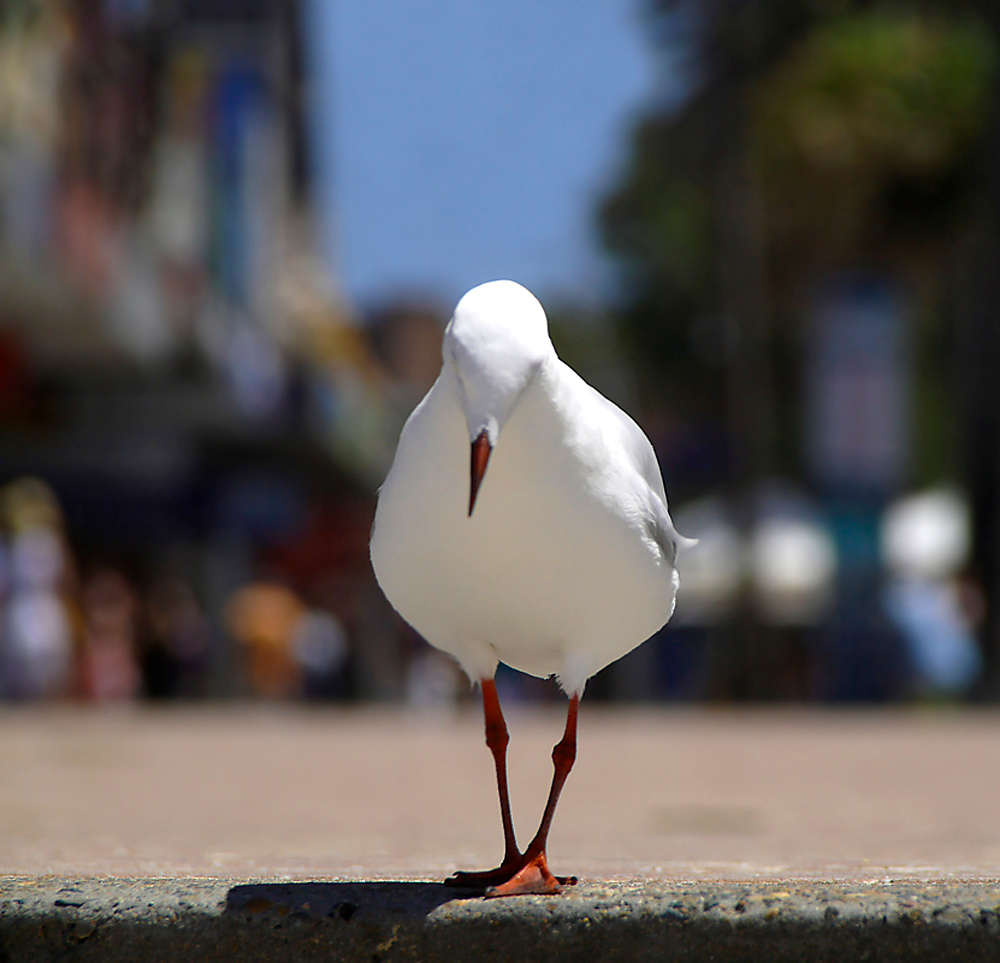 Seagull