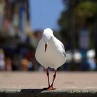 Seagull