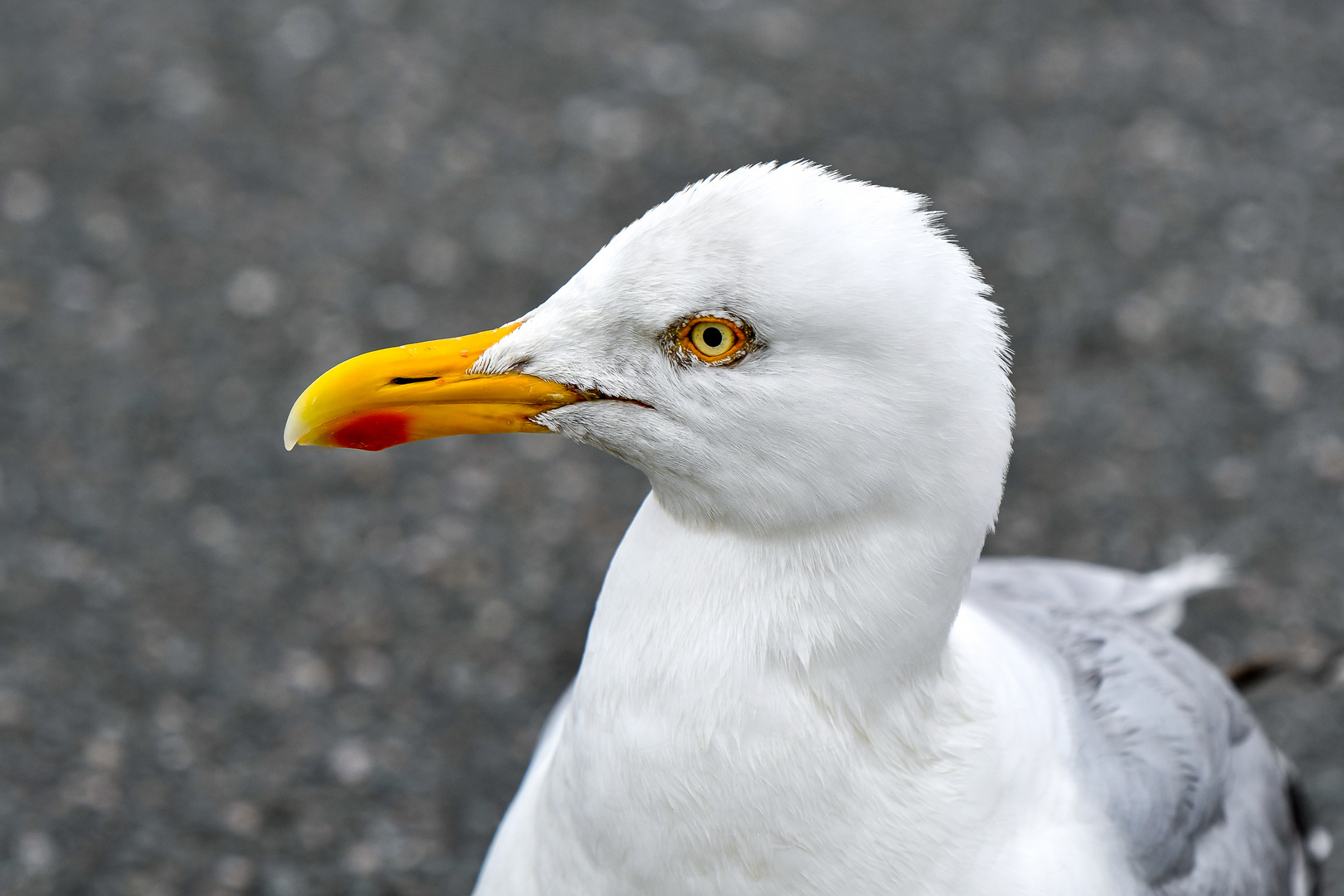 Seagull 1963