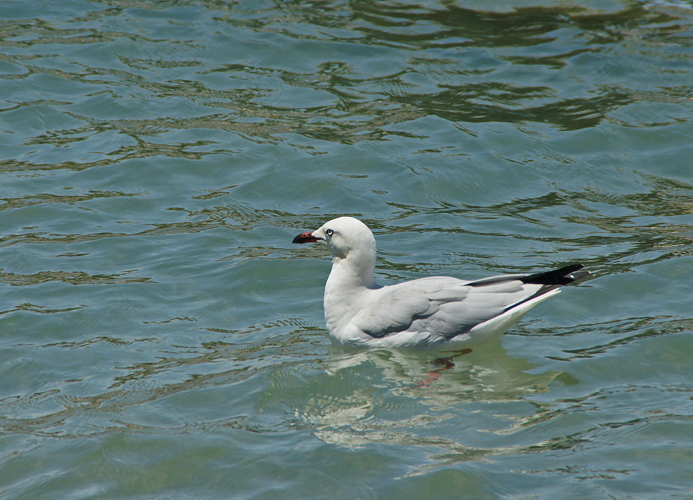 ..Seagull 2..