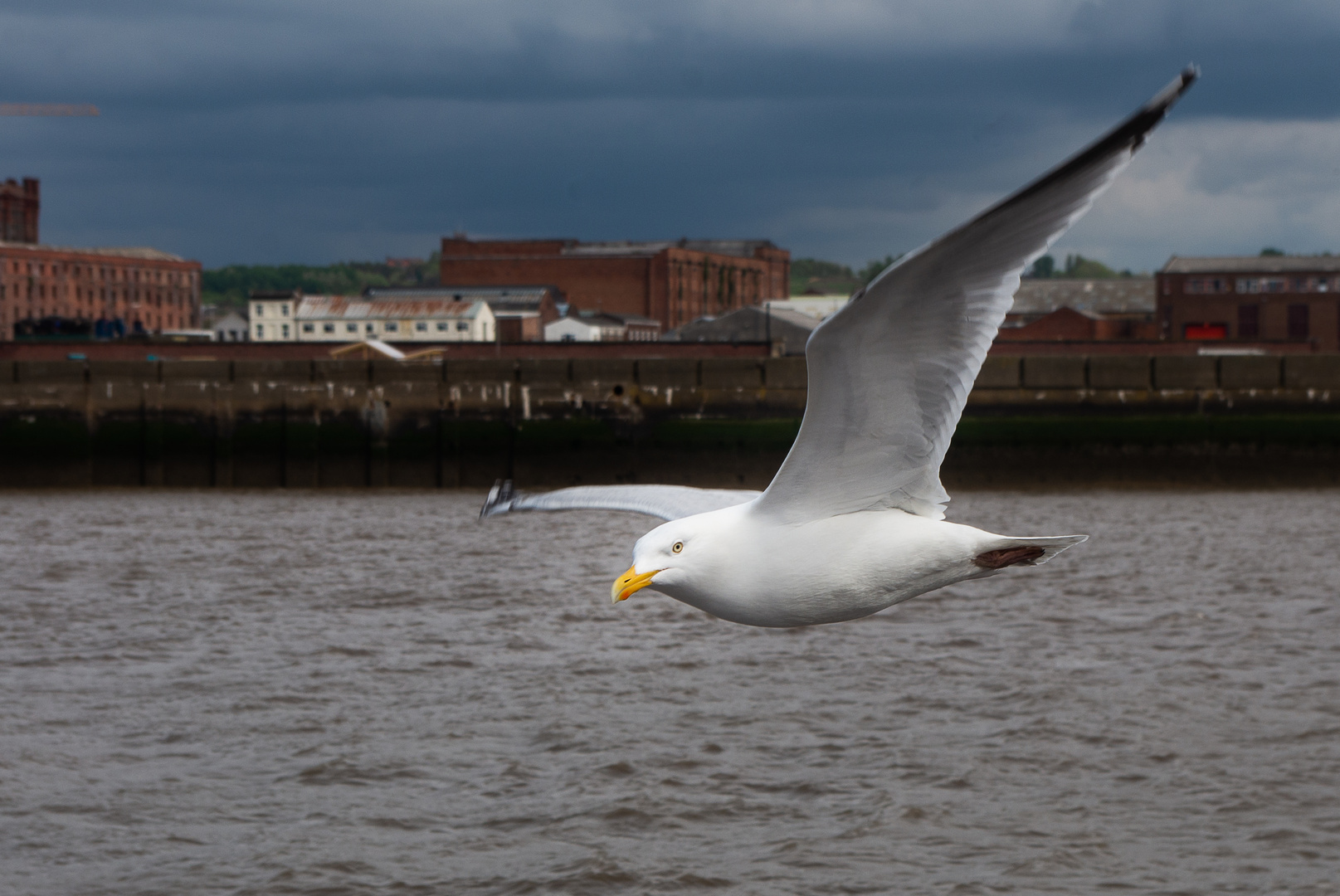 Seagull 2