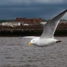 Seagull 2