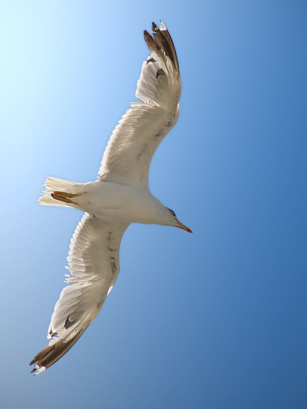 Seagull 2