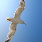 Seagull 2