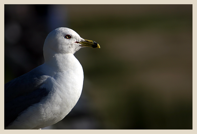 Seagull