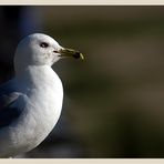 Seagull