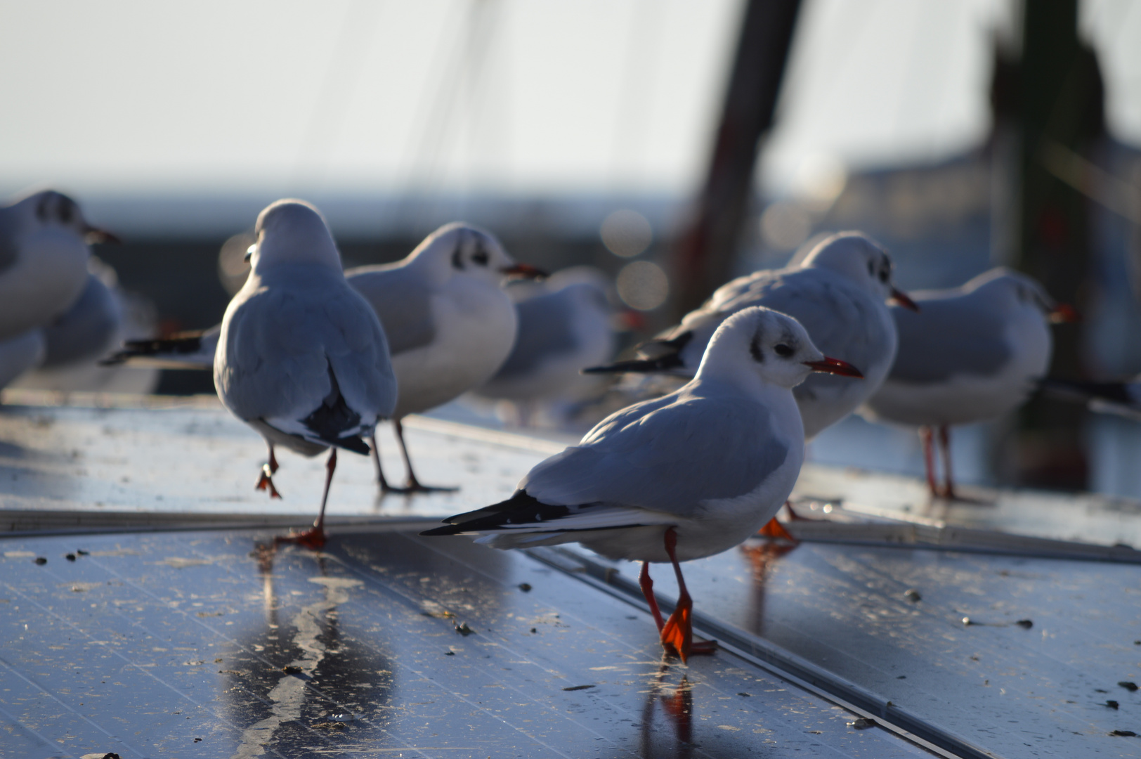 Seagull