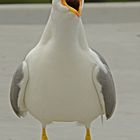 seagull