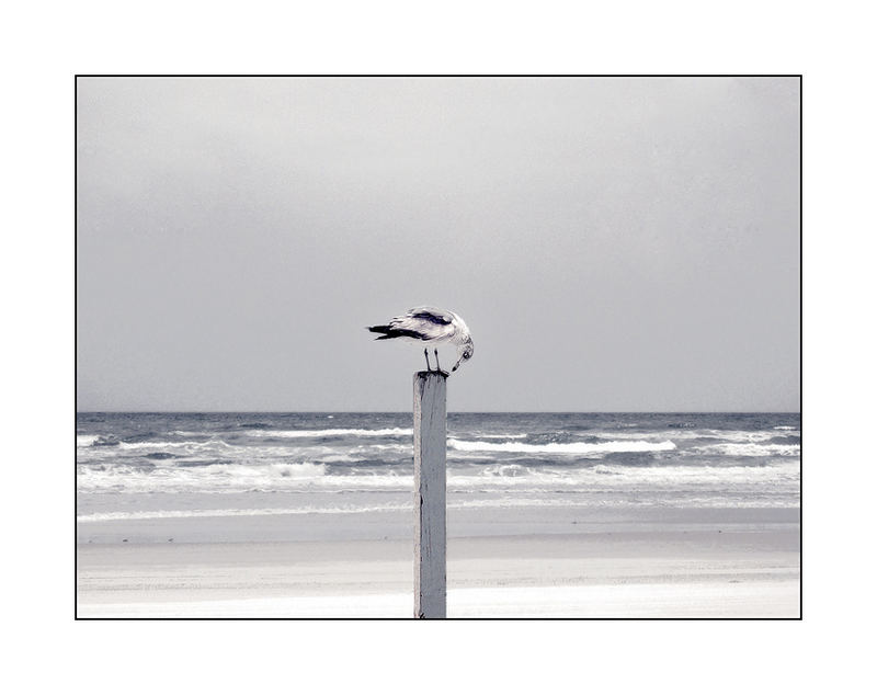 Seagull