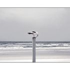 Seagull