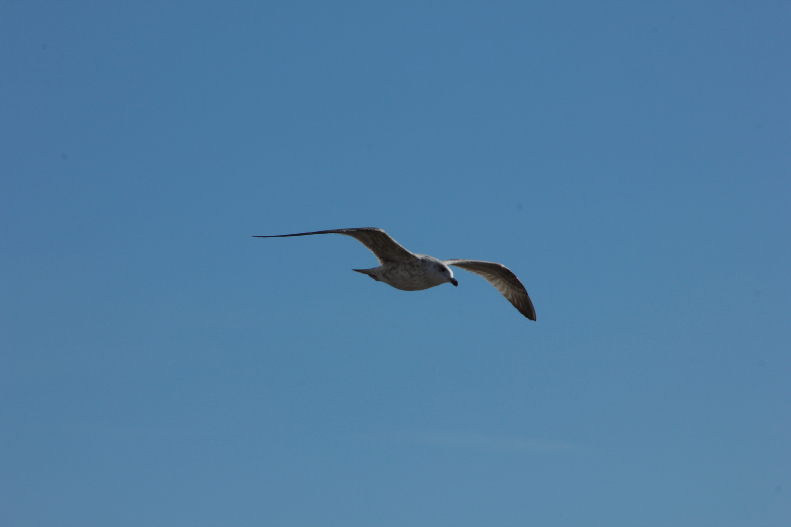 SEAGULL