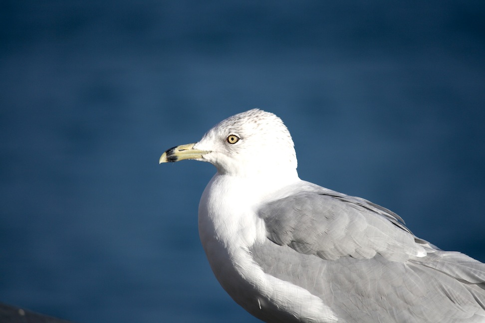 Seagull 3