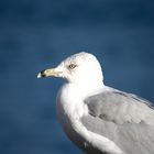 Seagull 3