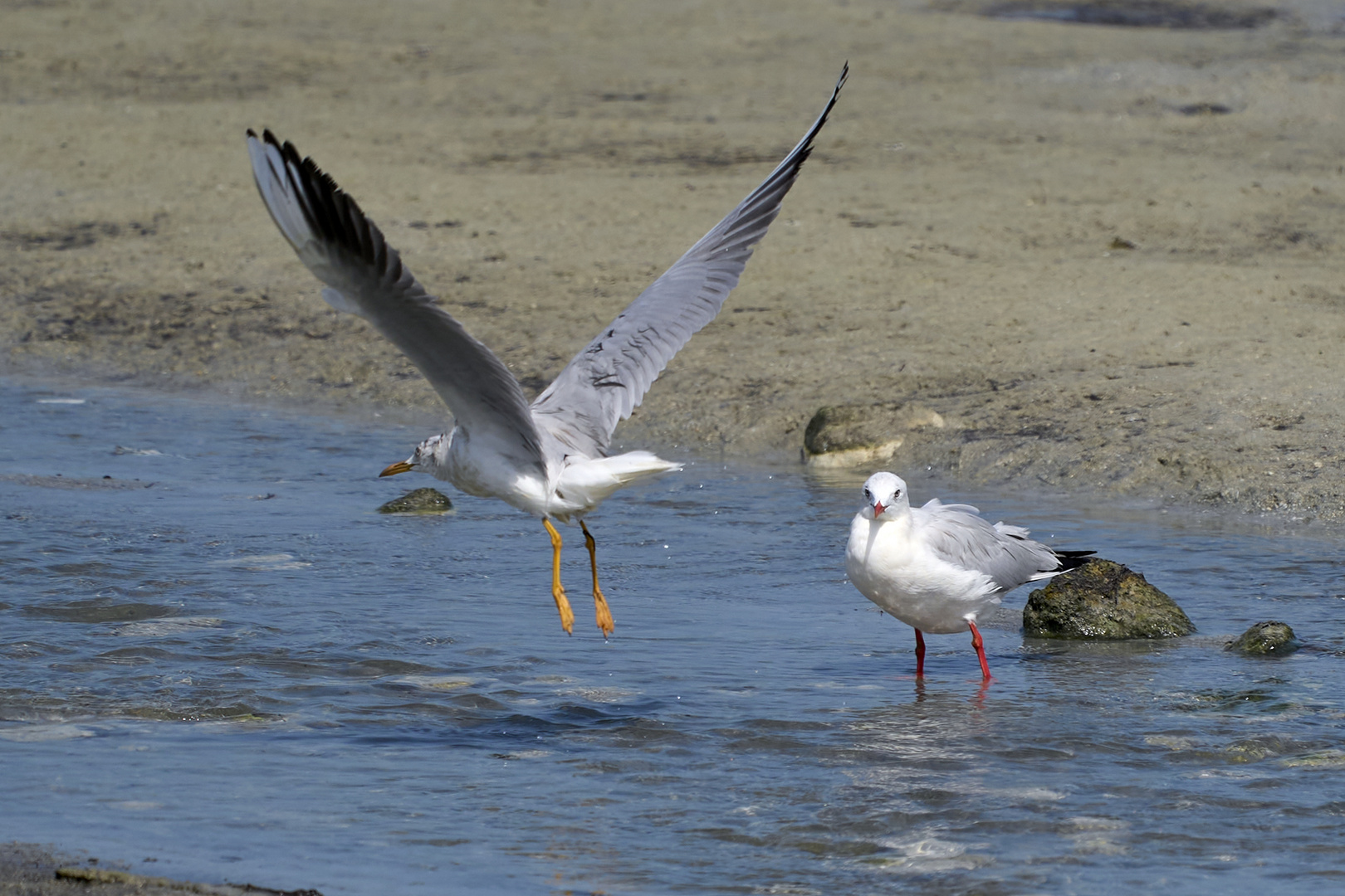 Seagull 