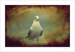 Seagull