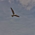 Seagull