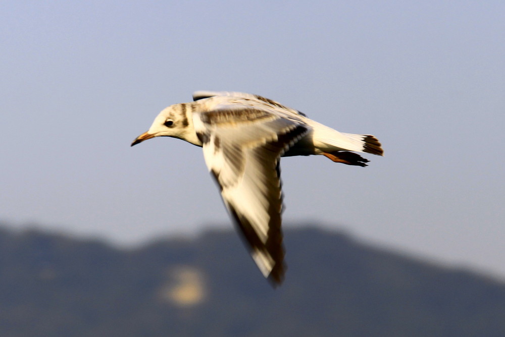 Seagull