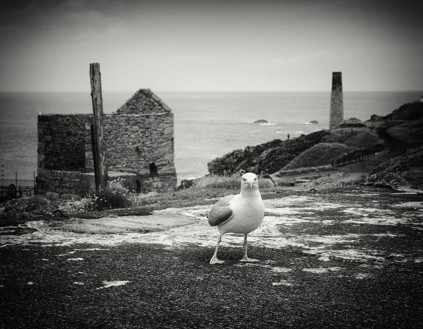 seagull