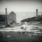 seagull