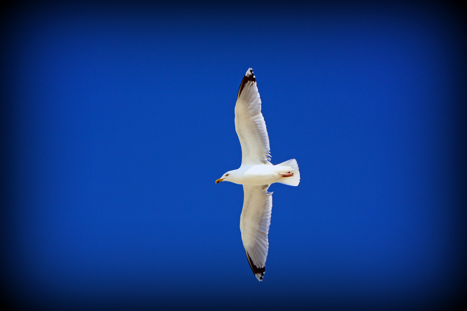 seagull