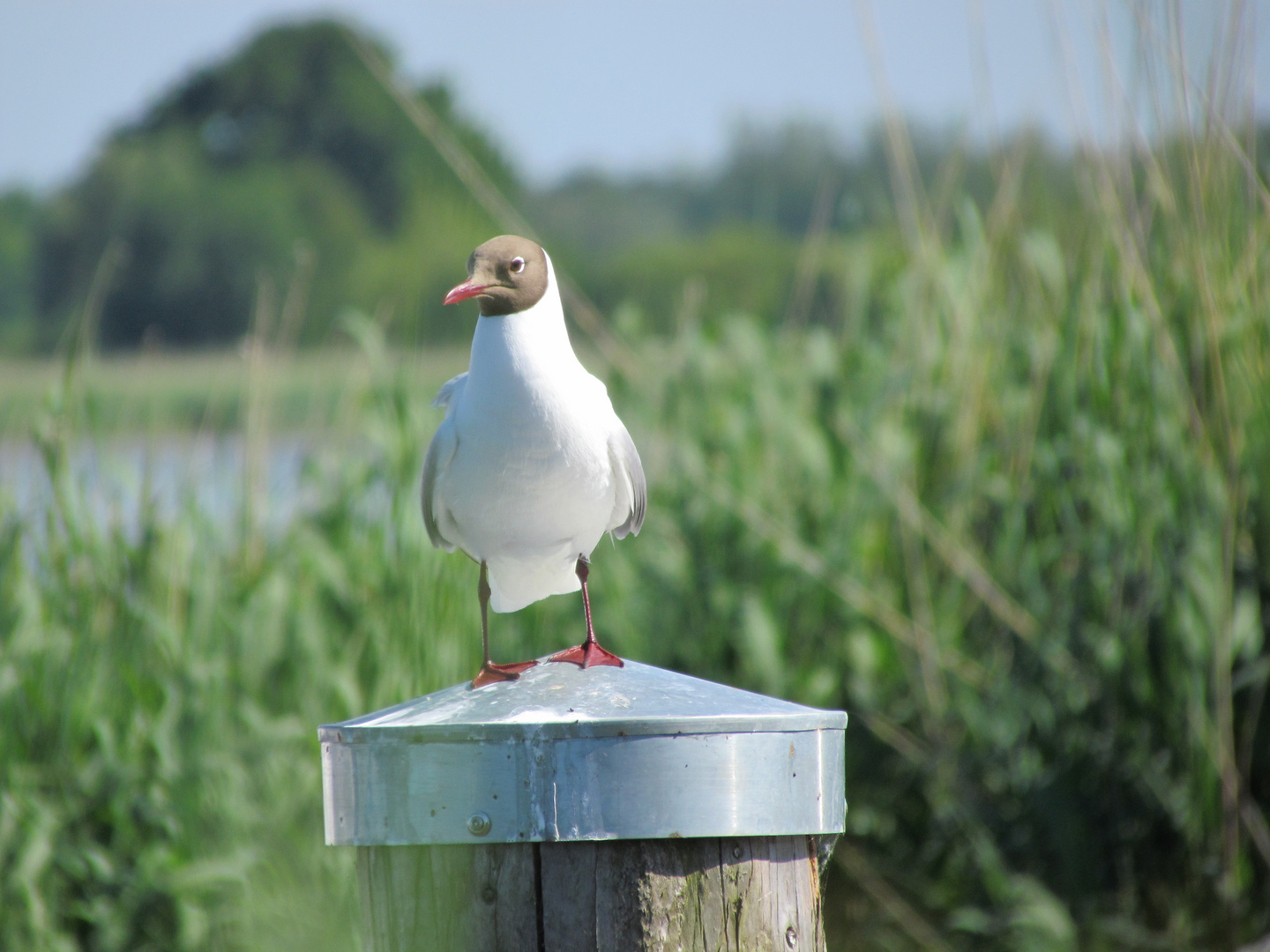 Seagull