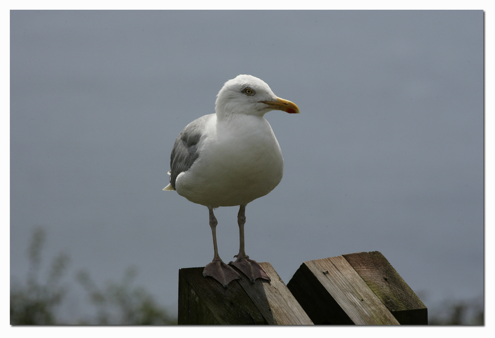~ seagull ~