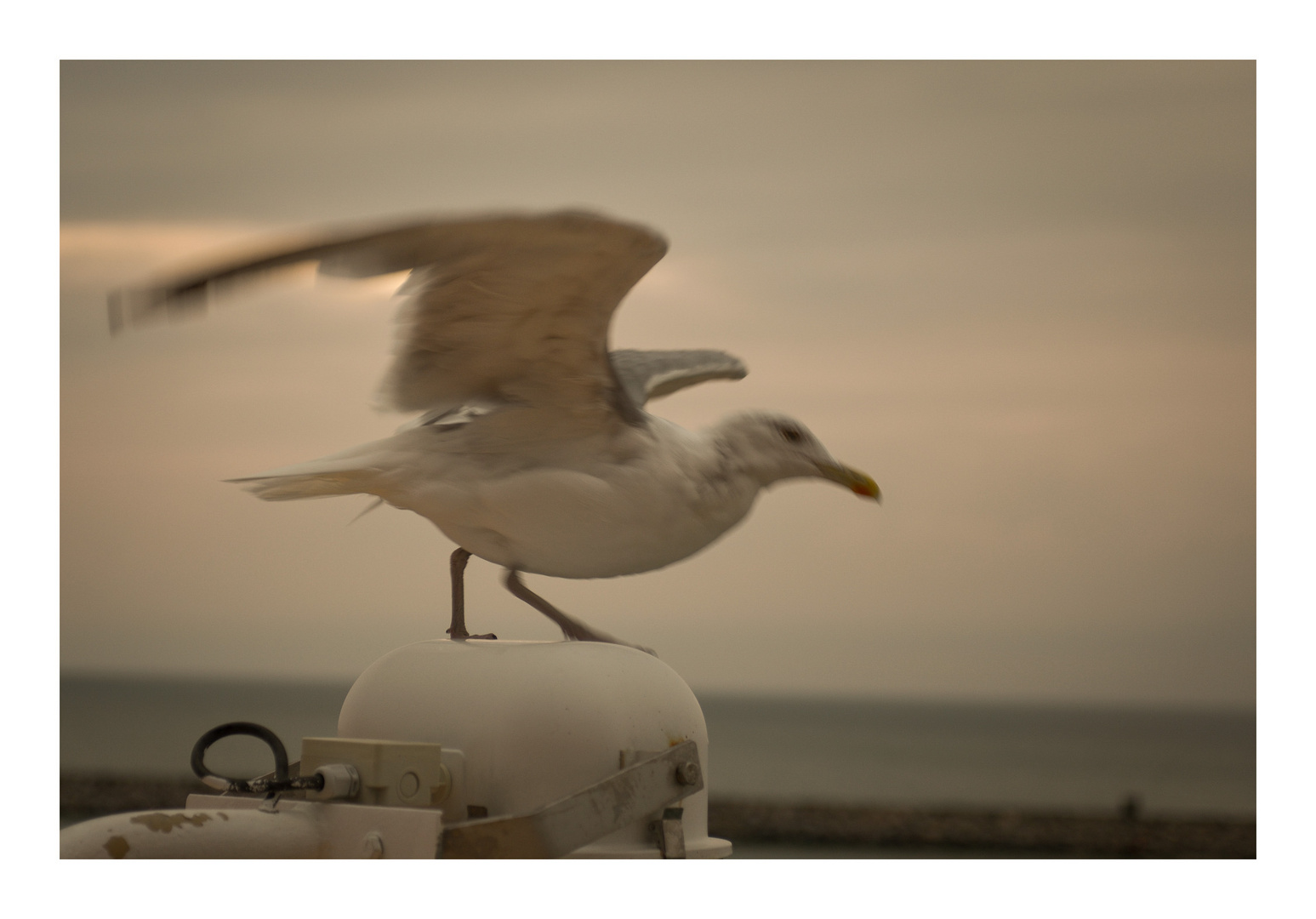 seagull