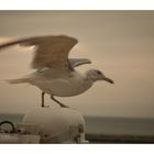 seagull