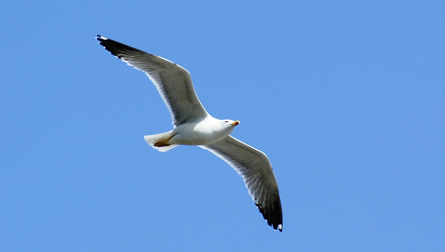 SEAGULL