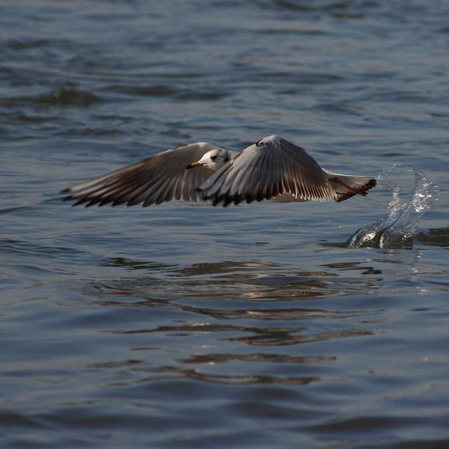 seagull