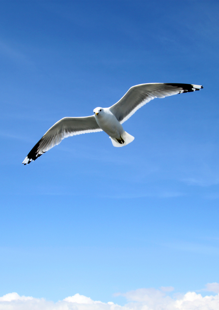 seagull