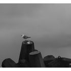 Seagull