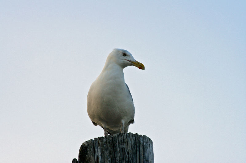 Seagull