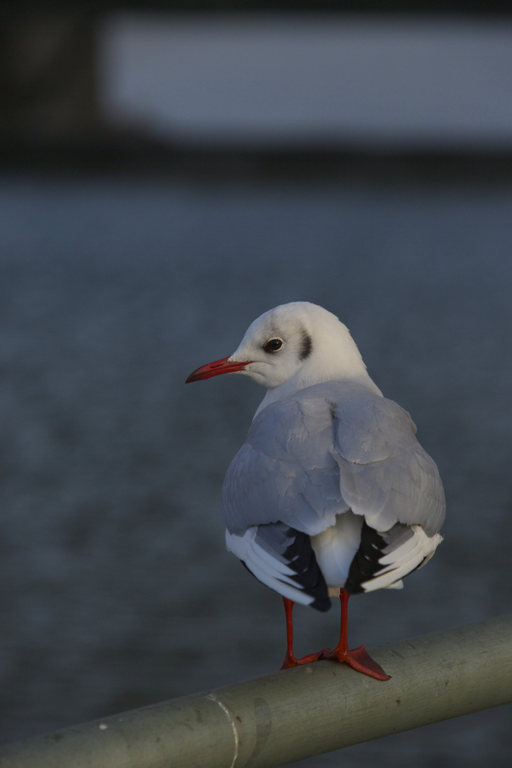 seagull...