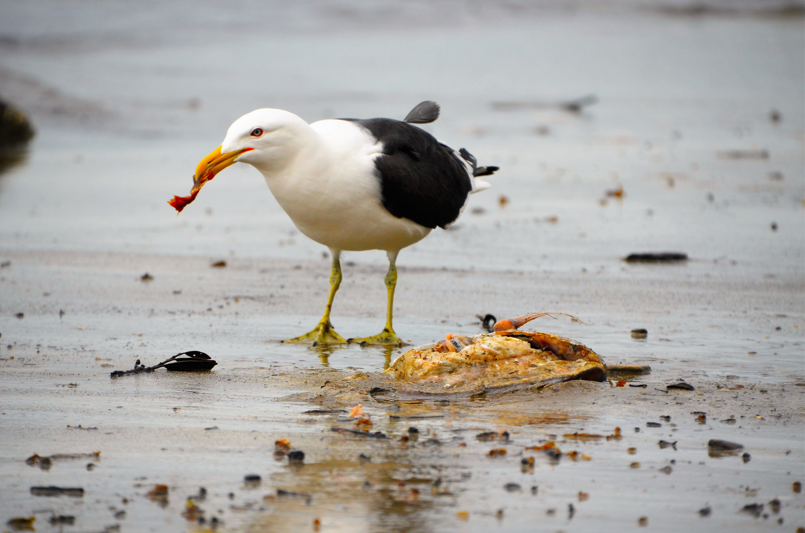 seagull